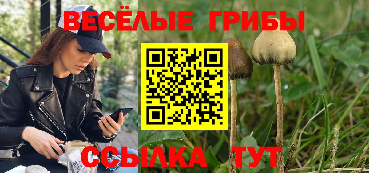 Галлюциногенные грибы Psilocybe  Вход с VPN  Балашов 